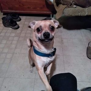 Meet your Posher, Pete